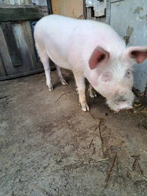 Vând porc de 10 luni - imagine 5