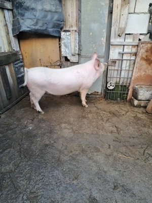 Vând porc de 10 luni - imagine 3