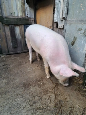 Vând porc de 10 luni - imagine 2