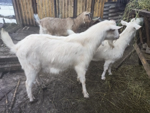 Vând tap sannen - imagine 2