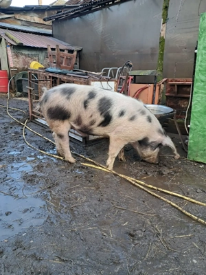 Vand porc de 10 luni - imagine 2