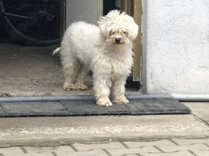 Cățelușa Bichon ,caut căsuța nouă  - imagine 2