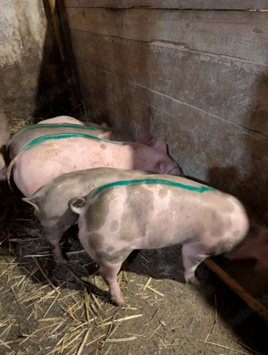 Purcei de 11 saptamani  - imagine 2