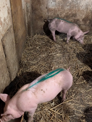 Purcei de 11 saptamani  - imagine 3