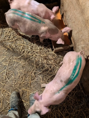 Purcei de 11 saptamani  - imagine 4