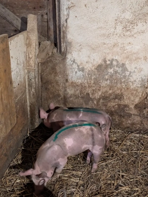 Purcei de 11 saptamani  - imagine 5