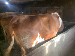 Vand un taur bălțat si o vaca  - imagine 2