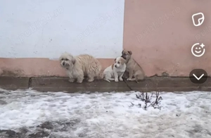 Vând 2 cățelușe de 4 luni  - imagine 5