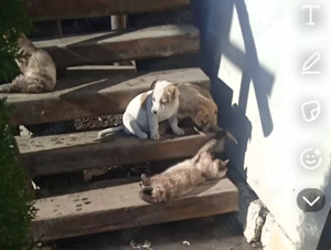 Vând 2 cățelușe de 4 luni  - imagine 4