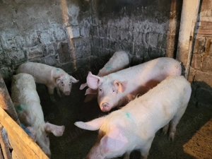 Soldani de vânzare  - imagine 3