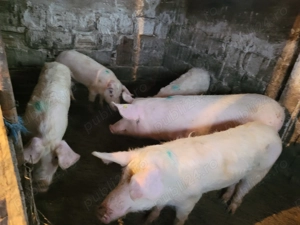 Soldani de vânzare  - imagine 2