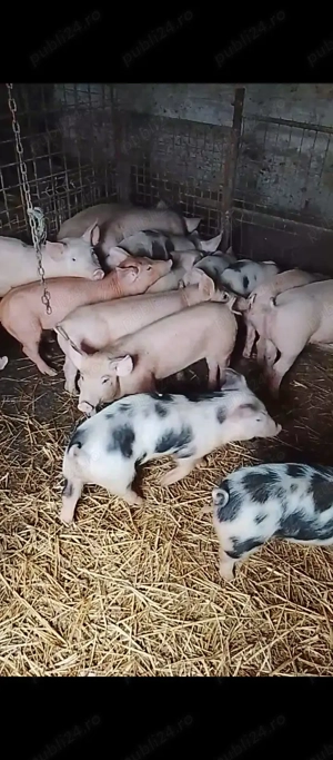 vand purcei  - imagine 3