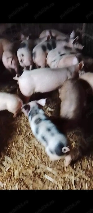 vand purcei  - imagine 2