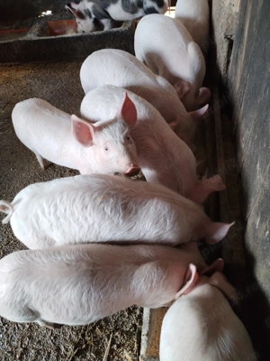 Purcei  pietrean  - imagine 4