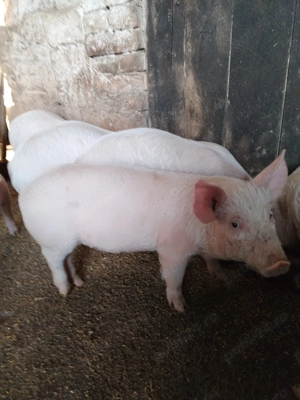 Purcei  pietrean  - imagine 3