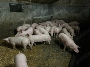 Vand grasuni  - imagine 2