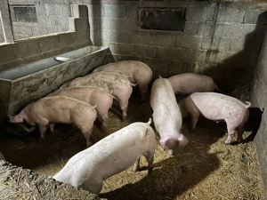 Vand grasuni  - imagine 4