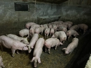 Vand grasuni  - imagine 3