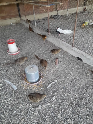 de vanzare.vand - imagine 3