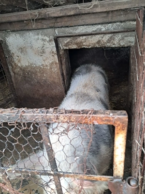 Scroafa de vanzare - imagine 2