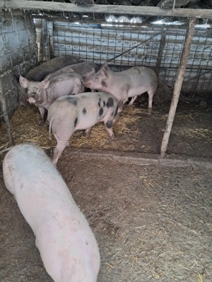 Purcei de vanzare - imagine 4