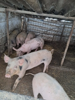 Purcei de vanzare - imagine 2