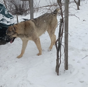 Femelă Asia Centrală  - imagine 6