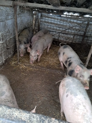 Purcei de vanzare - imagine 3