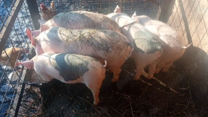 vand purcei - imagine 3