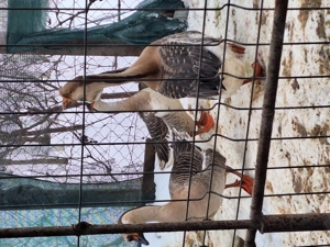 Gâște chinezești  - imagine 3