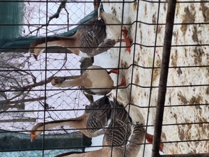 Gâște chinezești  - imagine 2