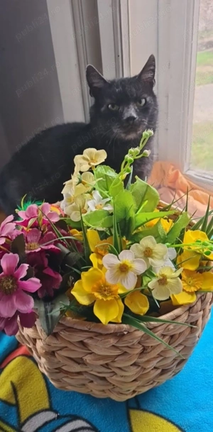  Pisică Transylvanian de adoptat   Sylvia!  - imagine 5