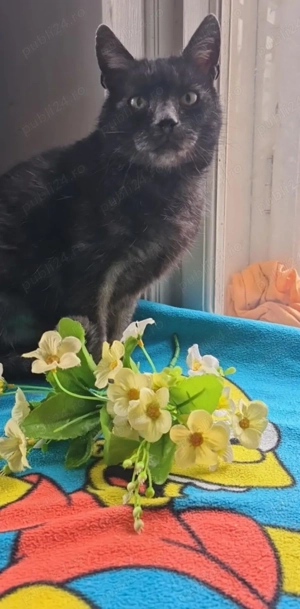  Pisică Transylvanian de adoptat   Sylvia!  - imagine 4