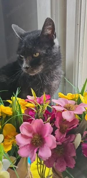  Pisică Transylvanian de adoptat   Sylvia!  - imagine 2