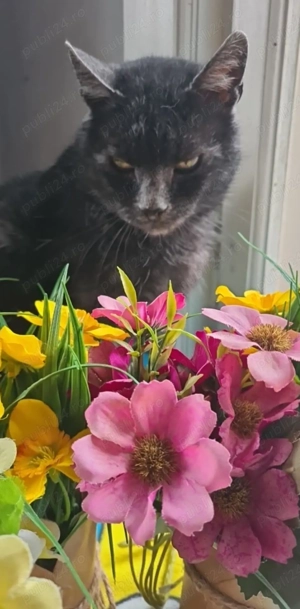  Pisică Transylvanian de adoptat   Sylvia!  - imagine 3