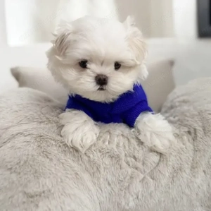 Bichon maltez fetița  - imagine 2