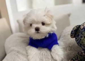 Bichon maltez față și băiat