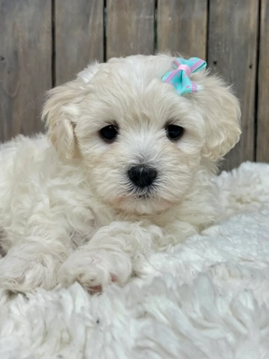 Bichon maltez față și băiat 