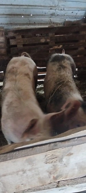 De vânzare doua scrofițe 