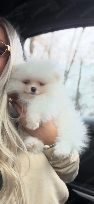 pomeranian boo ,superb varsta 2luni 