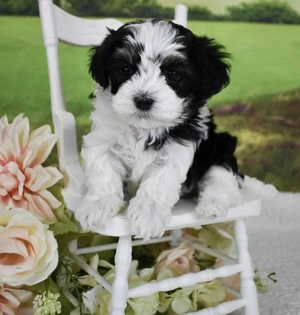 Bichon havanez 600 lei - imagine 3