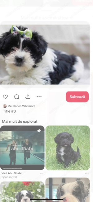 Bichon havanez 600 lei - imagine 4