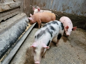 vand purcei - imagine 2