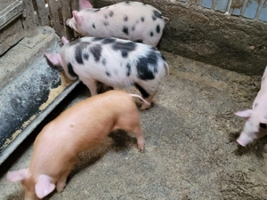 vand purcei - imagine 3