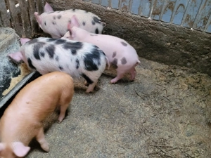 vand purcei - imagine 5