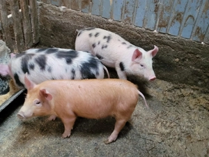 vand purcei - imagine 4