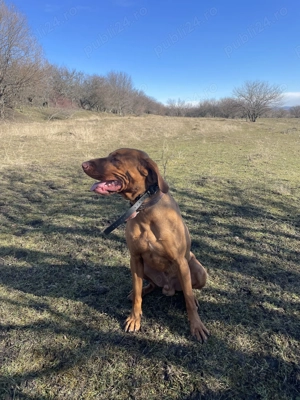 Caut familie care iubește câini dinamci și inteligenți. Sunt o vișlă maghiară, mascul - imagine 2