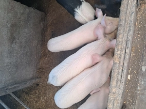 Vand soldani in beltiug 