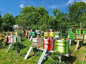 Vand familii de albine