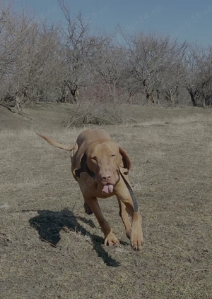 Caut familie care iubește câini dinamci și inteligenți. Sunt o vișlă maghiară, mascul - imagine 3